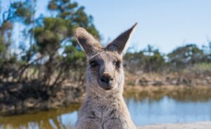 Seeing the Murray River of Australia by Paddleboat.