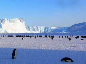 Things to Know About Wildlife in Antarctica