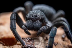 8 Things to Consider Before Owning a Brazilian Black Tarantula