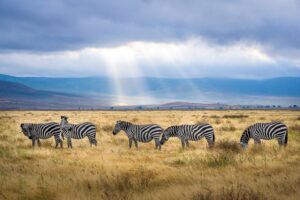 7 Tanzania Safari Tips for First-Timers