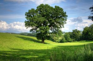 What’s the Secret Behind England’s Evergreen Meadows?