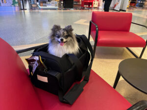 The Best (Stylish) Airline Dog Carriers