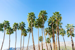 Weekend in Palm Springs: Itinerary & Things to Do