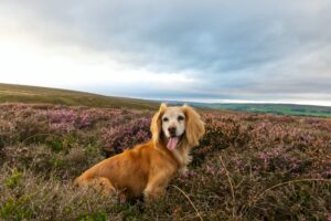 Hot UK Travel Spots to take your Furry Friend!