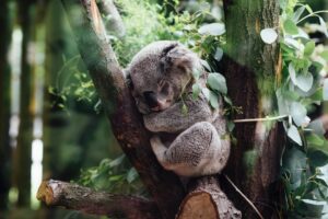 6 Things to Know About Australian Wildlife